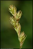 Carex leporina. Соцветие. Республика Татарстан, Волжско-Камский заповедник. 06.07.2008.