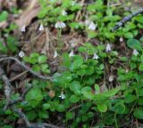 Linnaea borealis. Цветущие растения. Бурятия, южная часть Баргузинского хребта, берег ручья Гремячего. 15.07.2009.