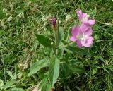 Epilobium hirsutum