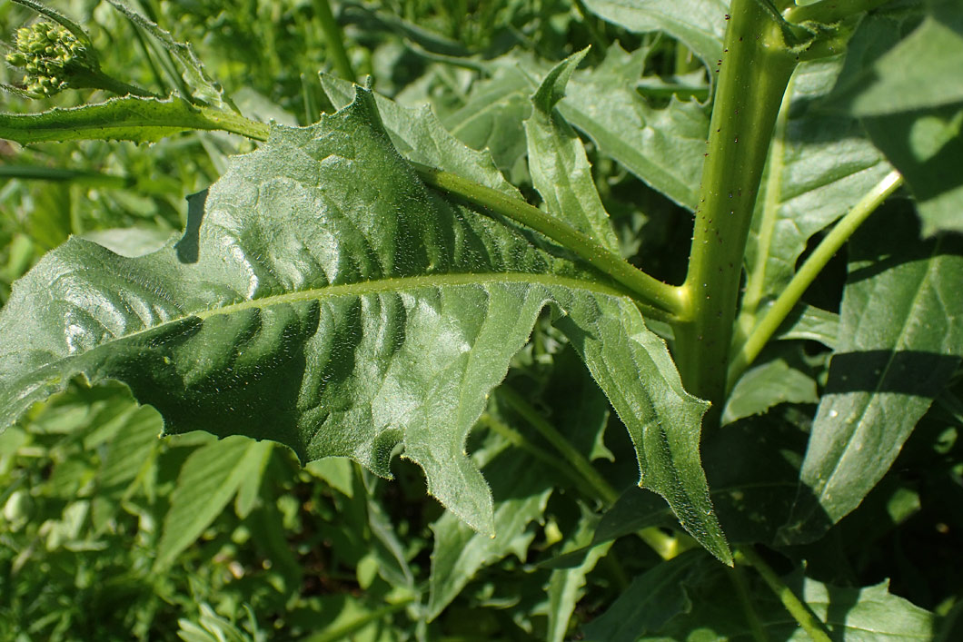 Image of Bunias orientalis specimen.