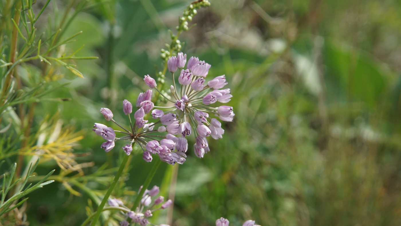 Image of Allium rubens specimen.