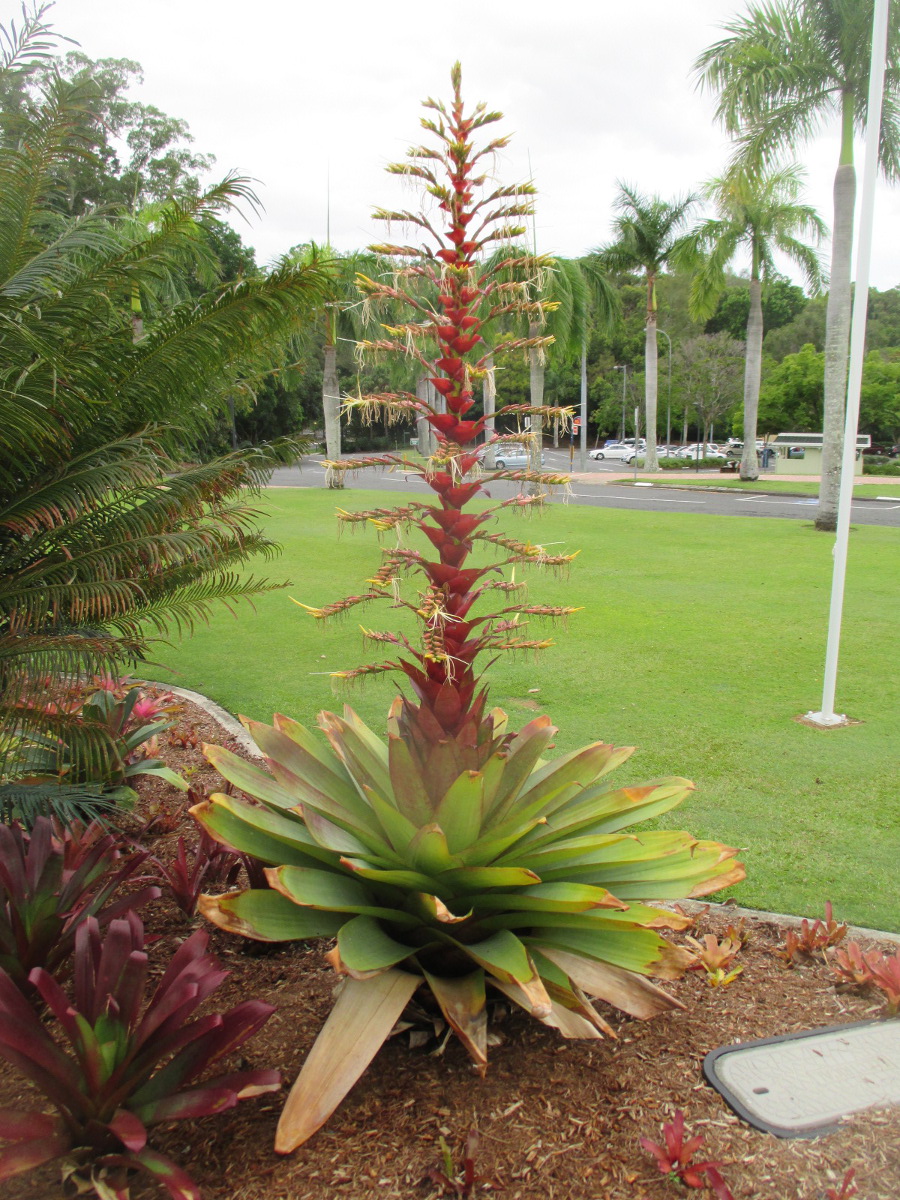 Image of Vriesea imperialis specimen.