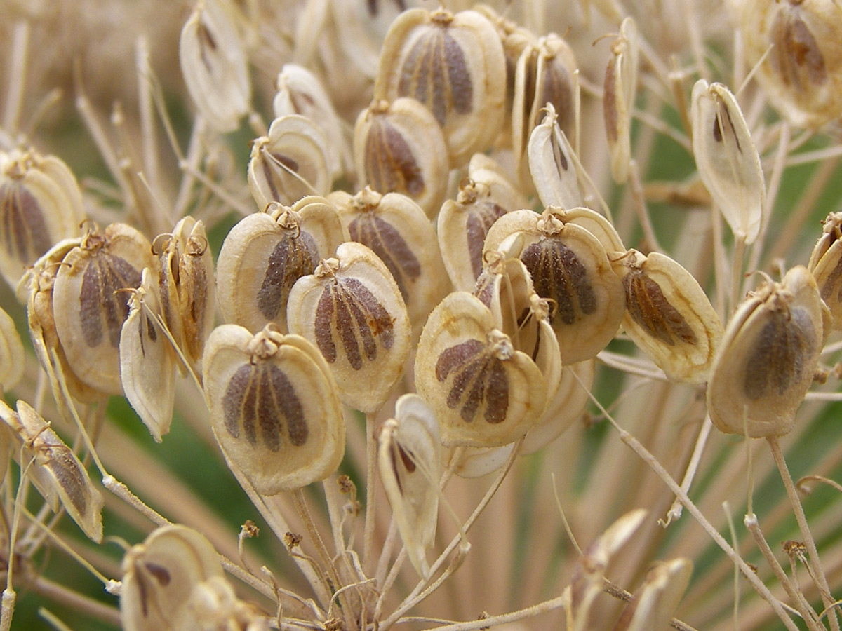 Image of Heracleum leskovii specimen.