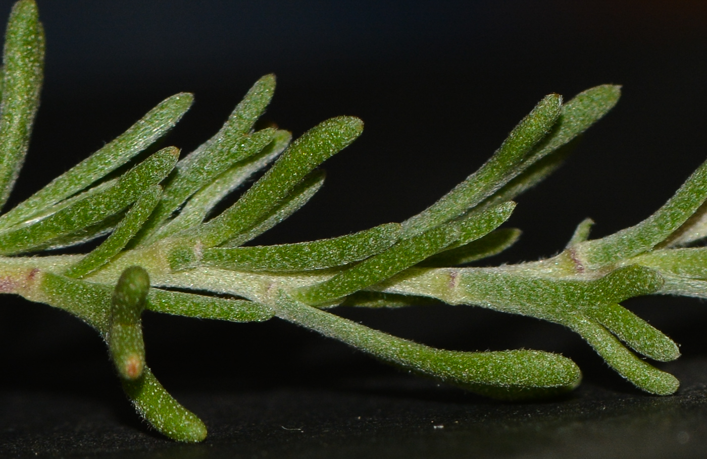 Image of Eriocephalus africanus specimen.