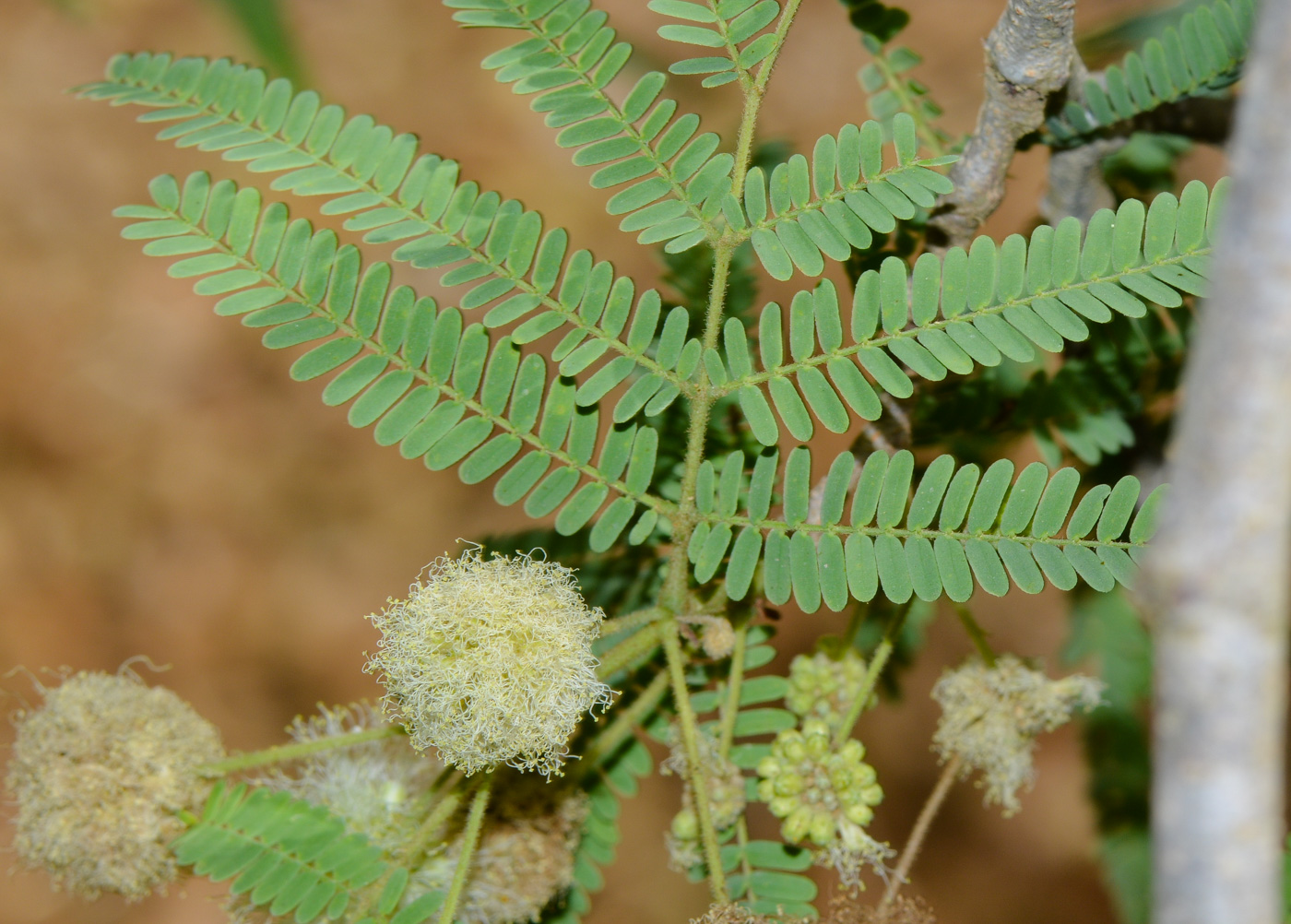 Image of Lysiloma watsonii specimen.