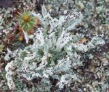 Cladonia cariosa