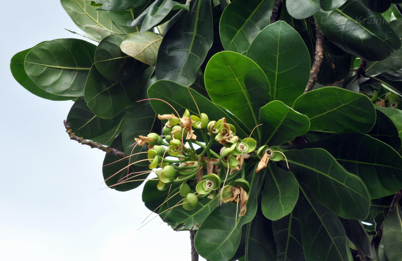 Изображение особи Barringtonia asiatica.