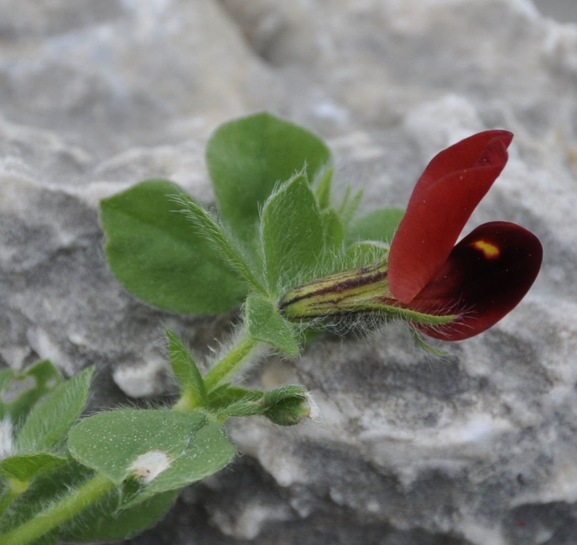 Image of Lotus tetragonolobus specimen.