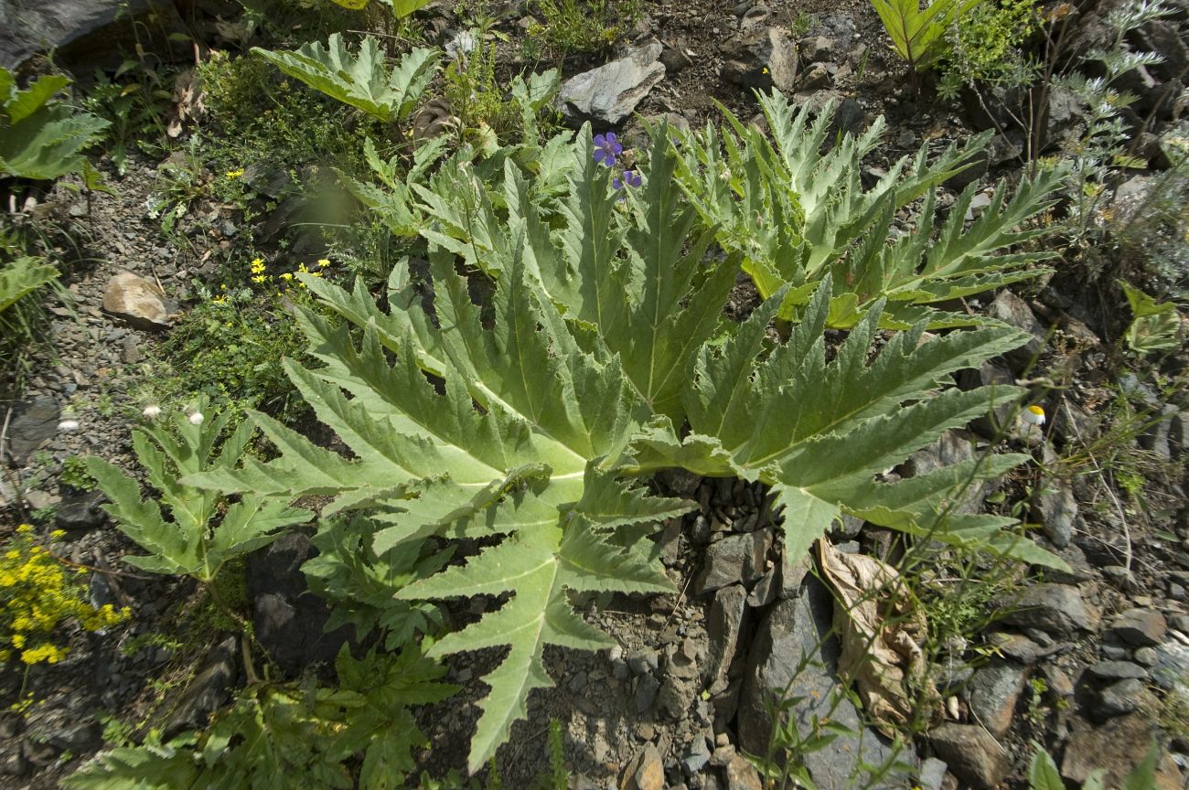 Изображение особи род Heracleum.