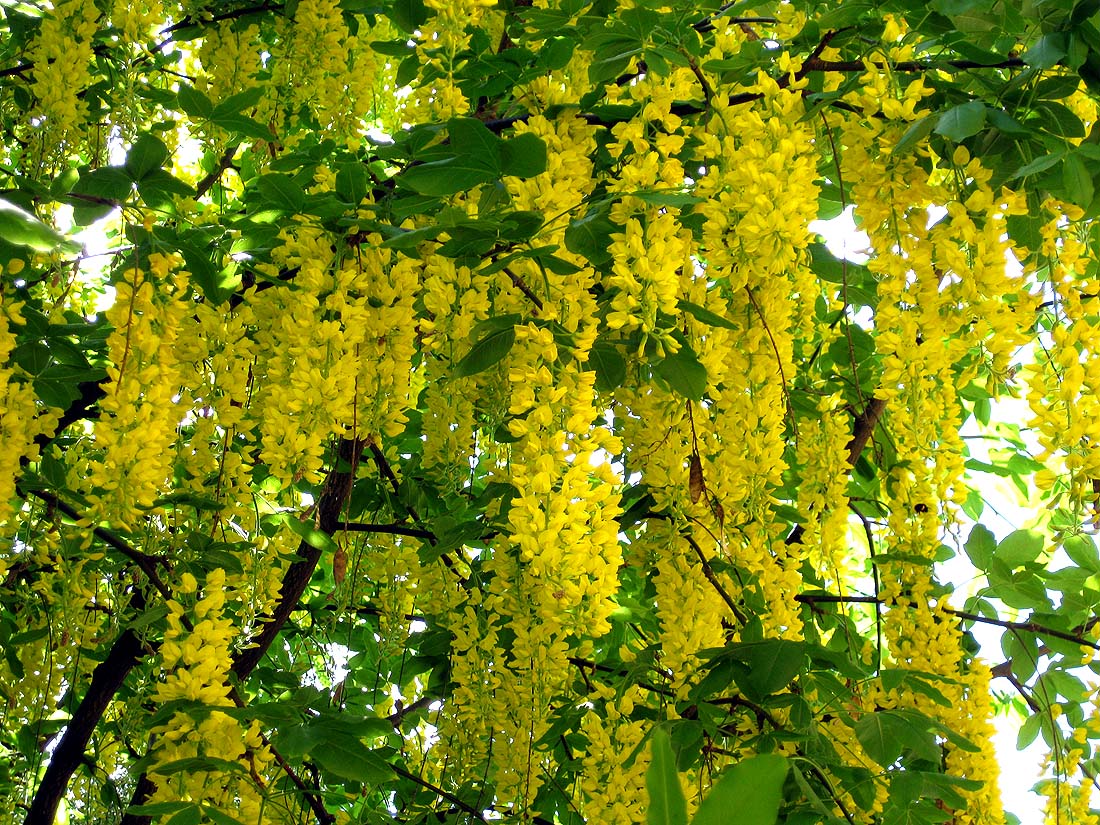 Изображение особи Laburnum alpinum.