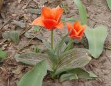 genus Tulipa. Цветущее растение. Украина, г. Запорожье, клумба. 17.04.2018.