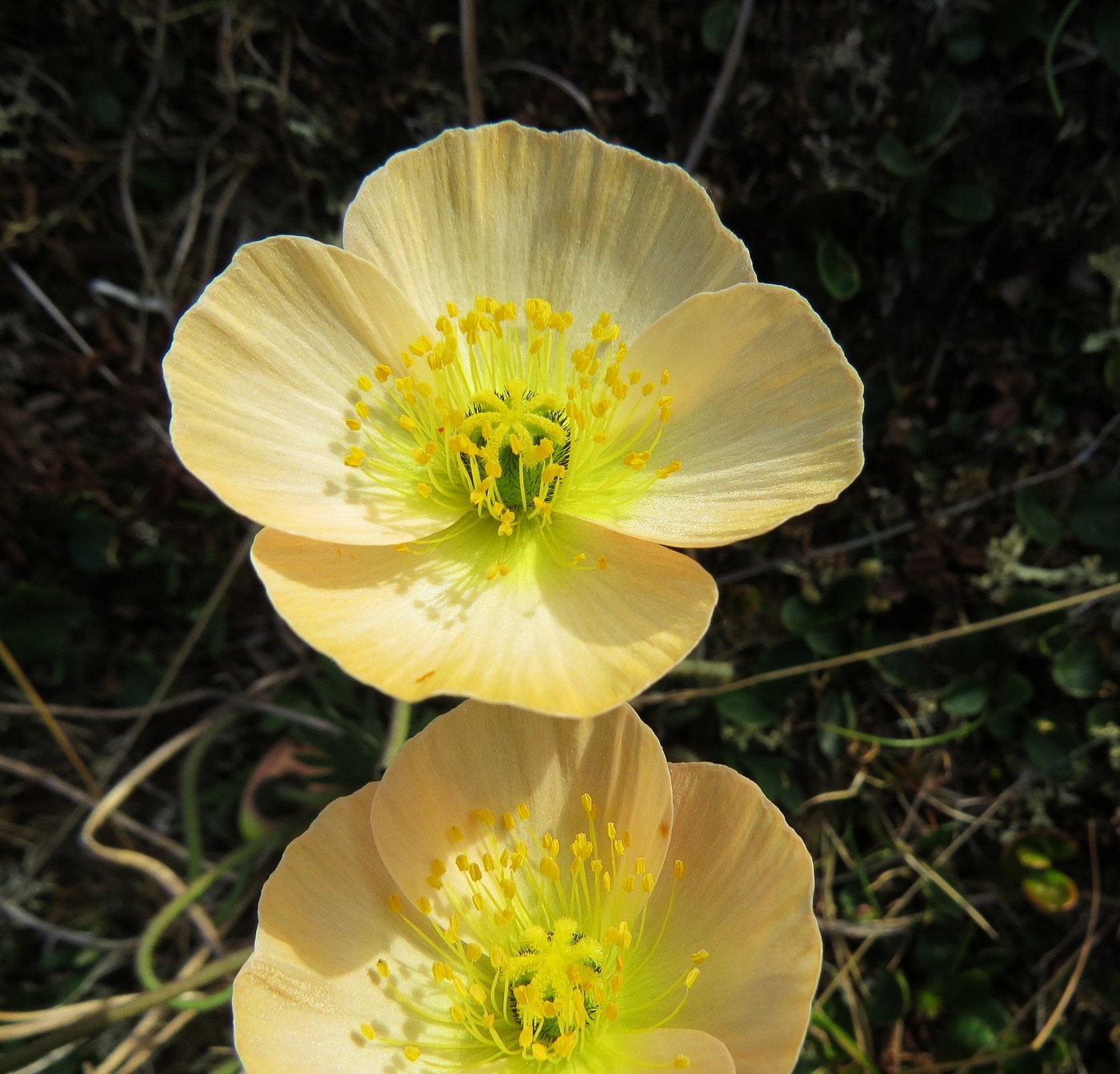 Image of Papaver pulvinatum specimen.