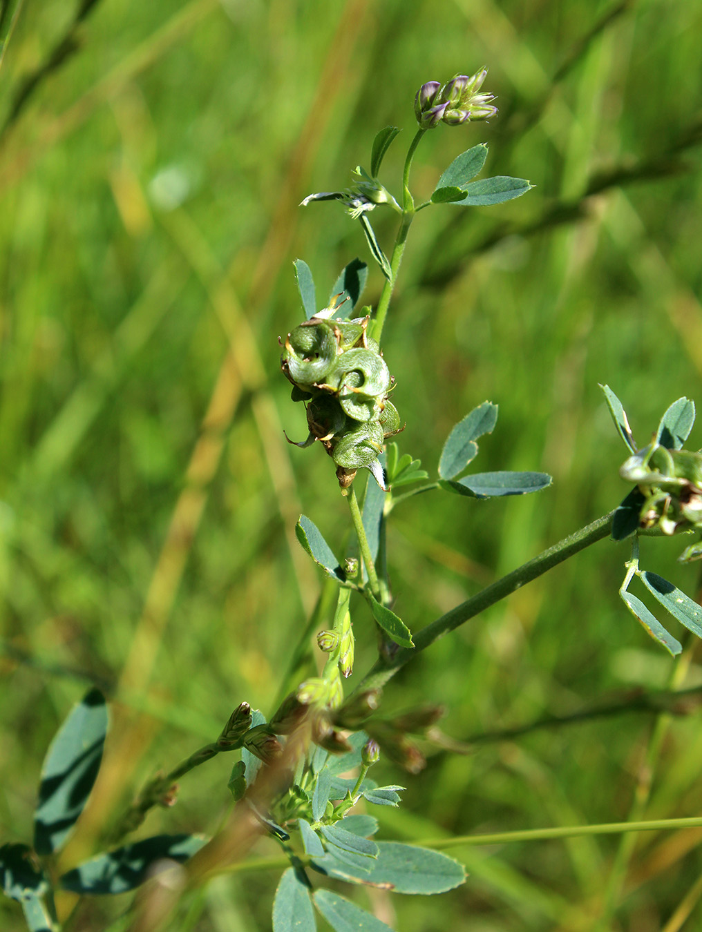 Изображение особи Medicago &times; varia.