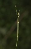 Carex remotiuscula