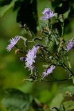 Смотреть изображение Cicerbita uralensis