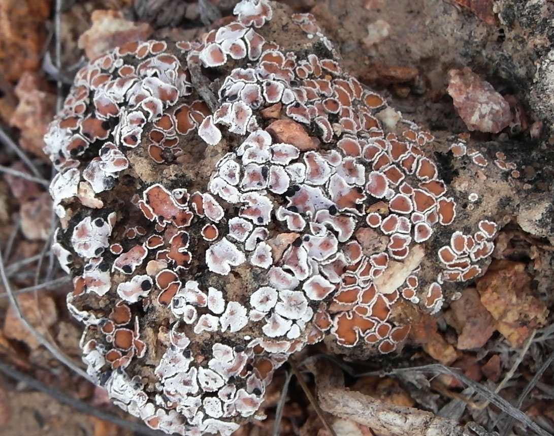 Image of Psora decipiens specimen.