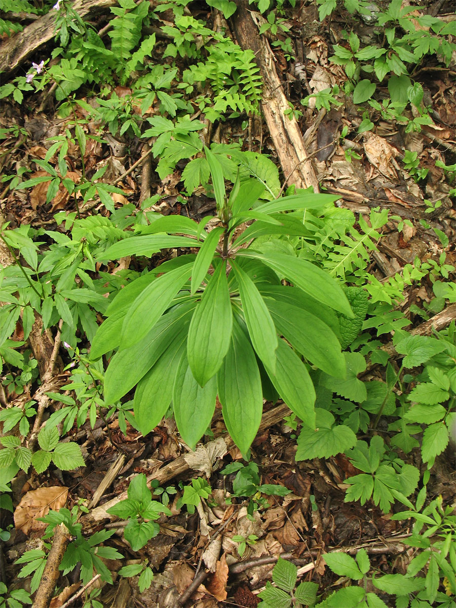 Image of Lilium martagon specimen.