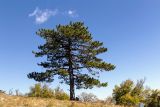 Pinus pallasiana. Взрослое дерево. Крым, гора Ай-Илия, лесостепь. 26.09.2018.