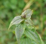 Gentiana schistocalyx