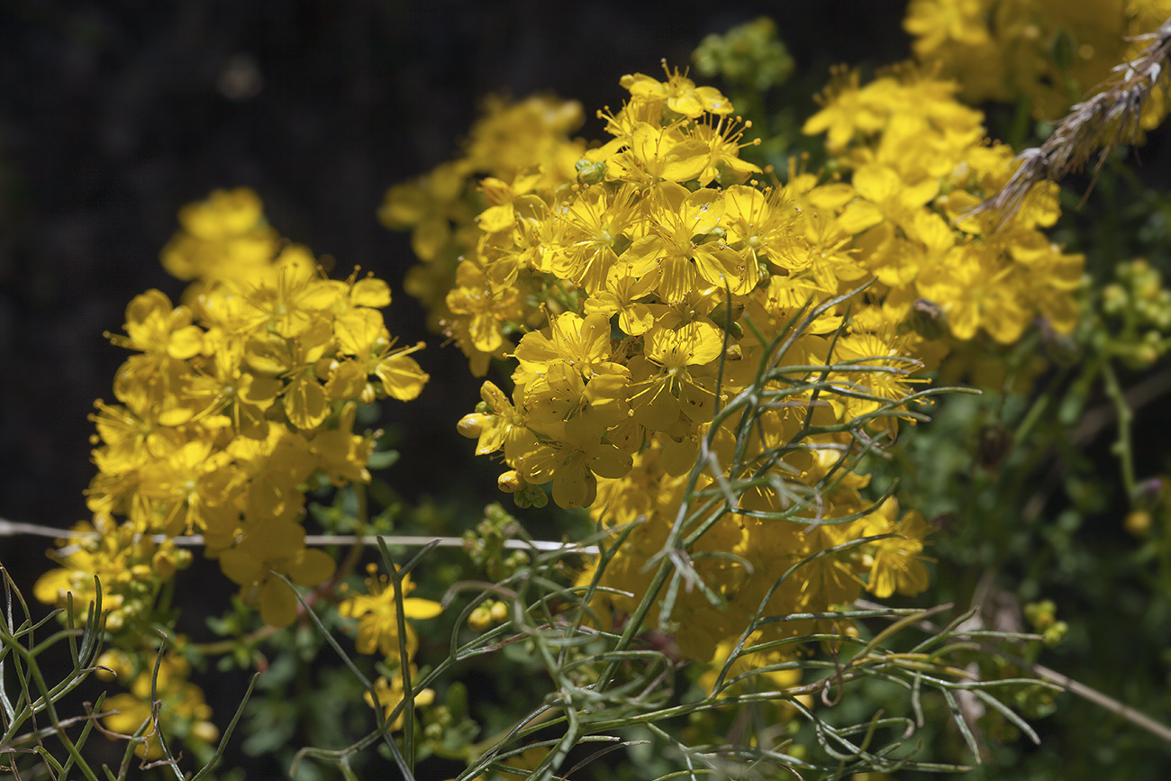 Изображение особи Hypericum scabrum.