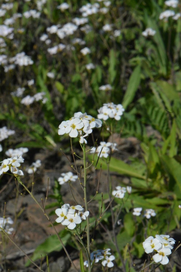 Изображение особи Arabidopsis arenosa.