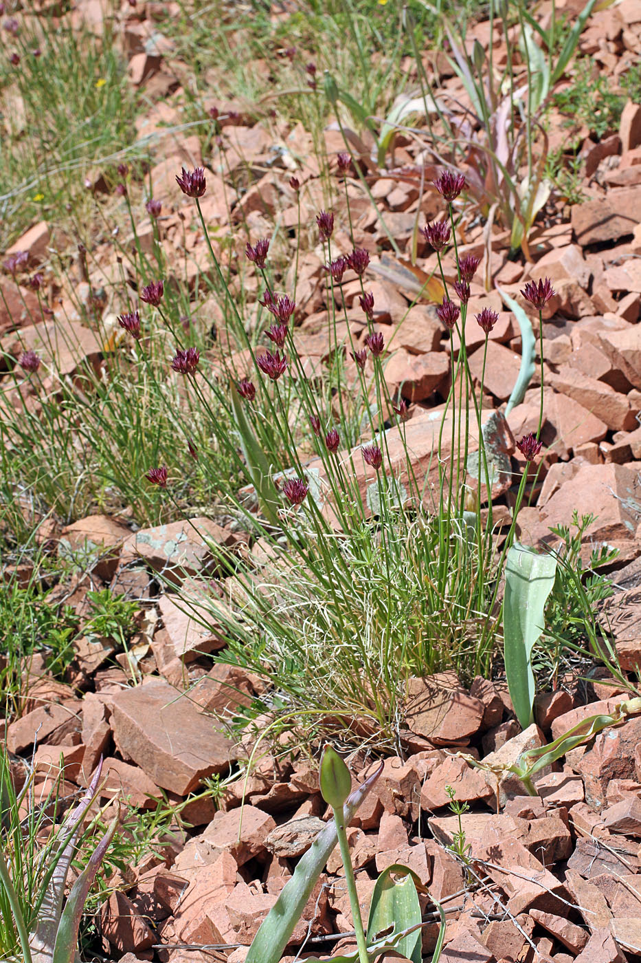 Image of Allium inconspicuum specimen.