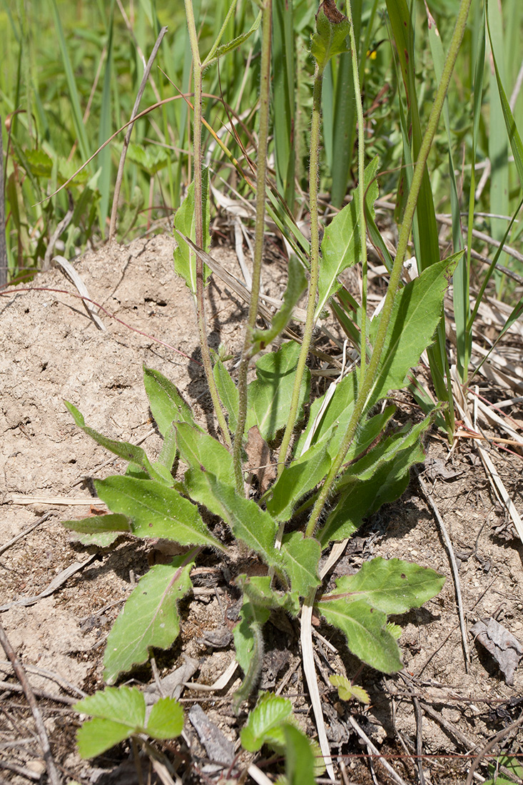 Image of genus Hieracium specimen.