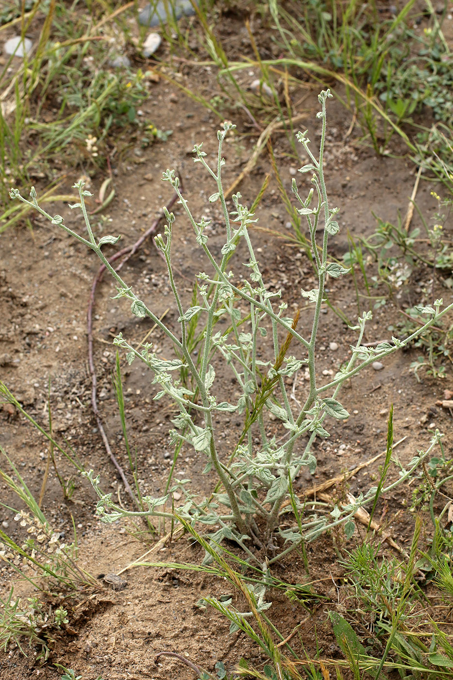 Image of Heliotropium dasycarpum specimen.