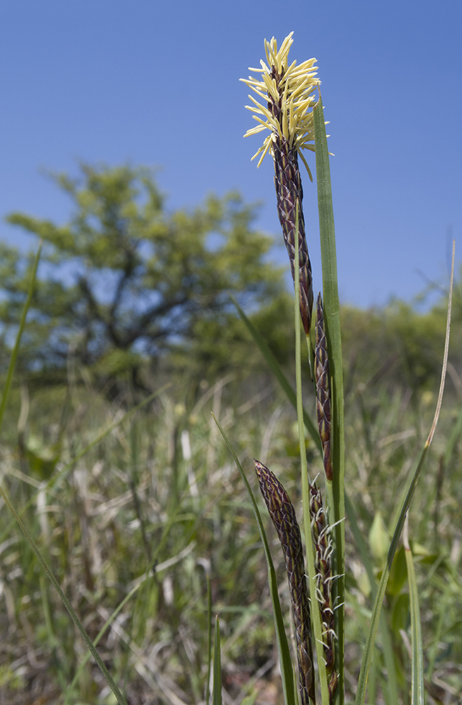 Image of Carex cuspidata specimen.