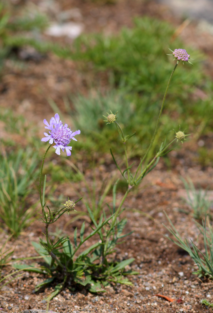 Изображение особи Scabiosa comosa.