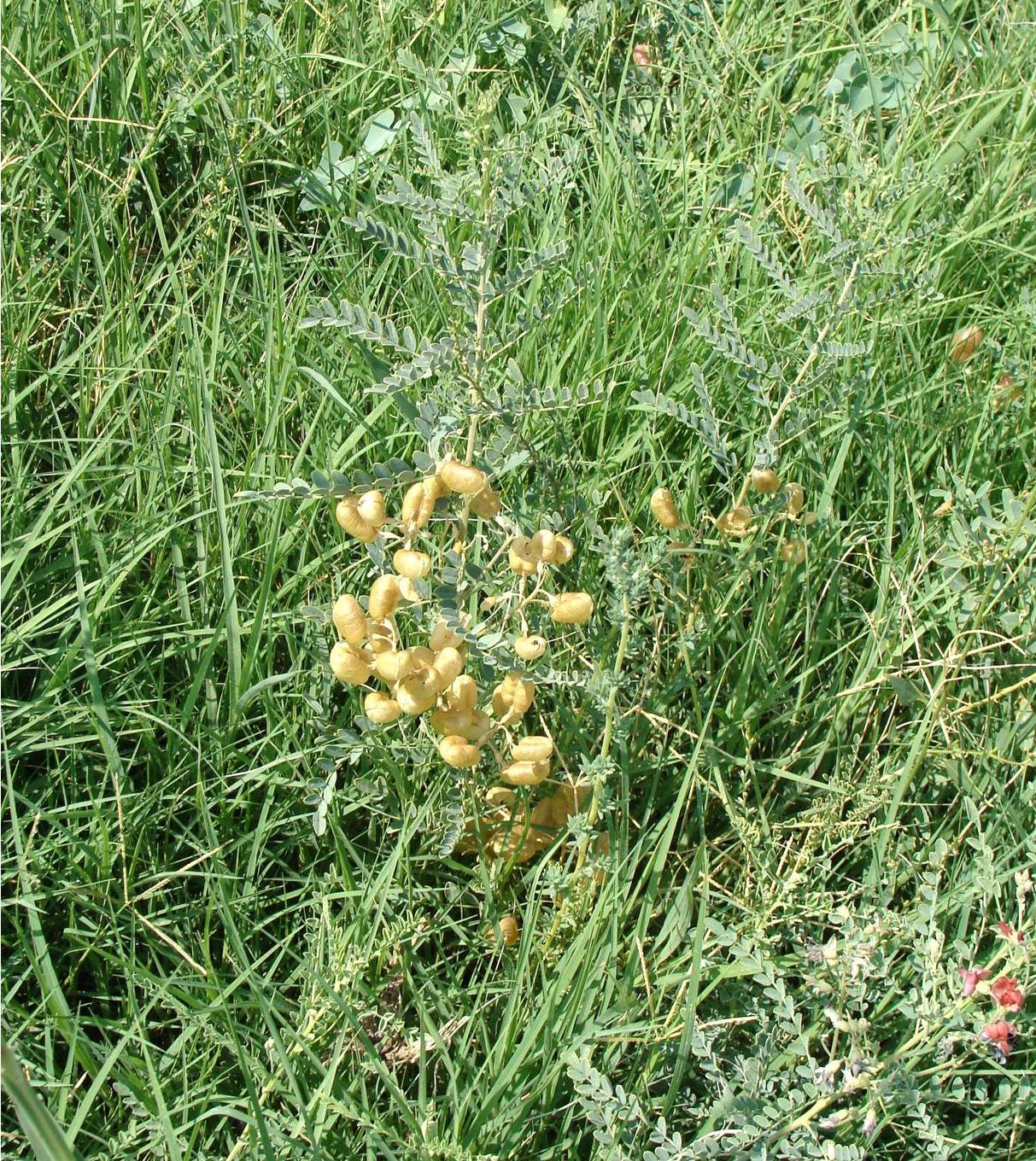 Изображение особи Sphaerophysa salsula.