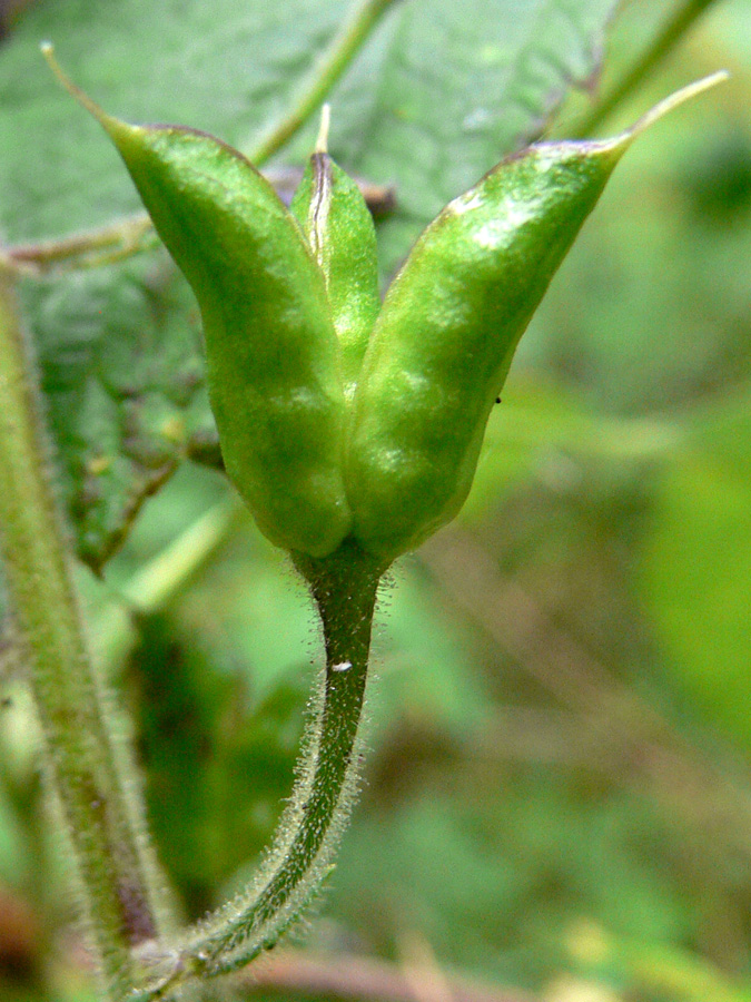 Изображение особи Aconitum septentrionale.