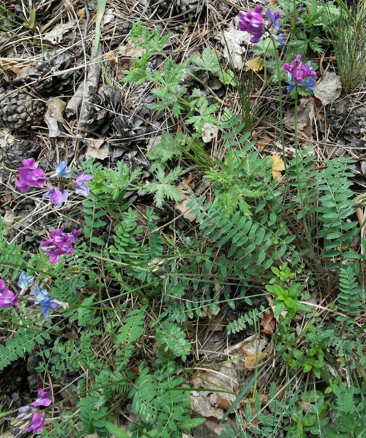 Image of Oxytropis brevicaulis specimen.