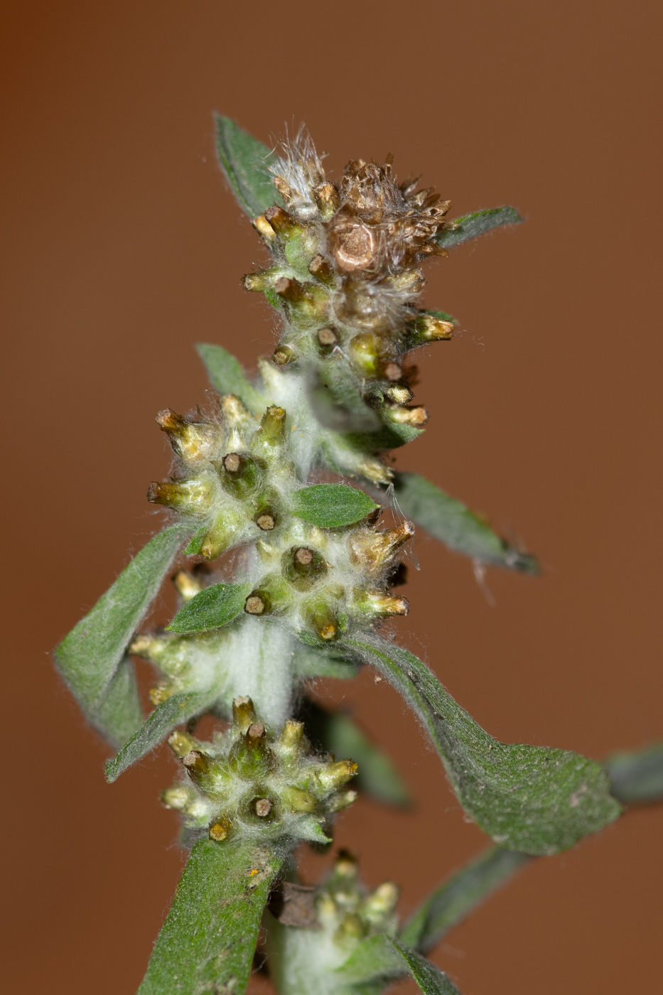 Image of genus Gamochaeta specimen.