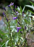 Campanula sibirica. Верхушки побегов с соцветиями. Алтай, Улаганский р-н, окр. с. Чибит, устье р. Чибитка, ≈ 1100 м н.у.м., берег реки. 22.06.2019.