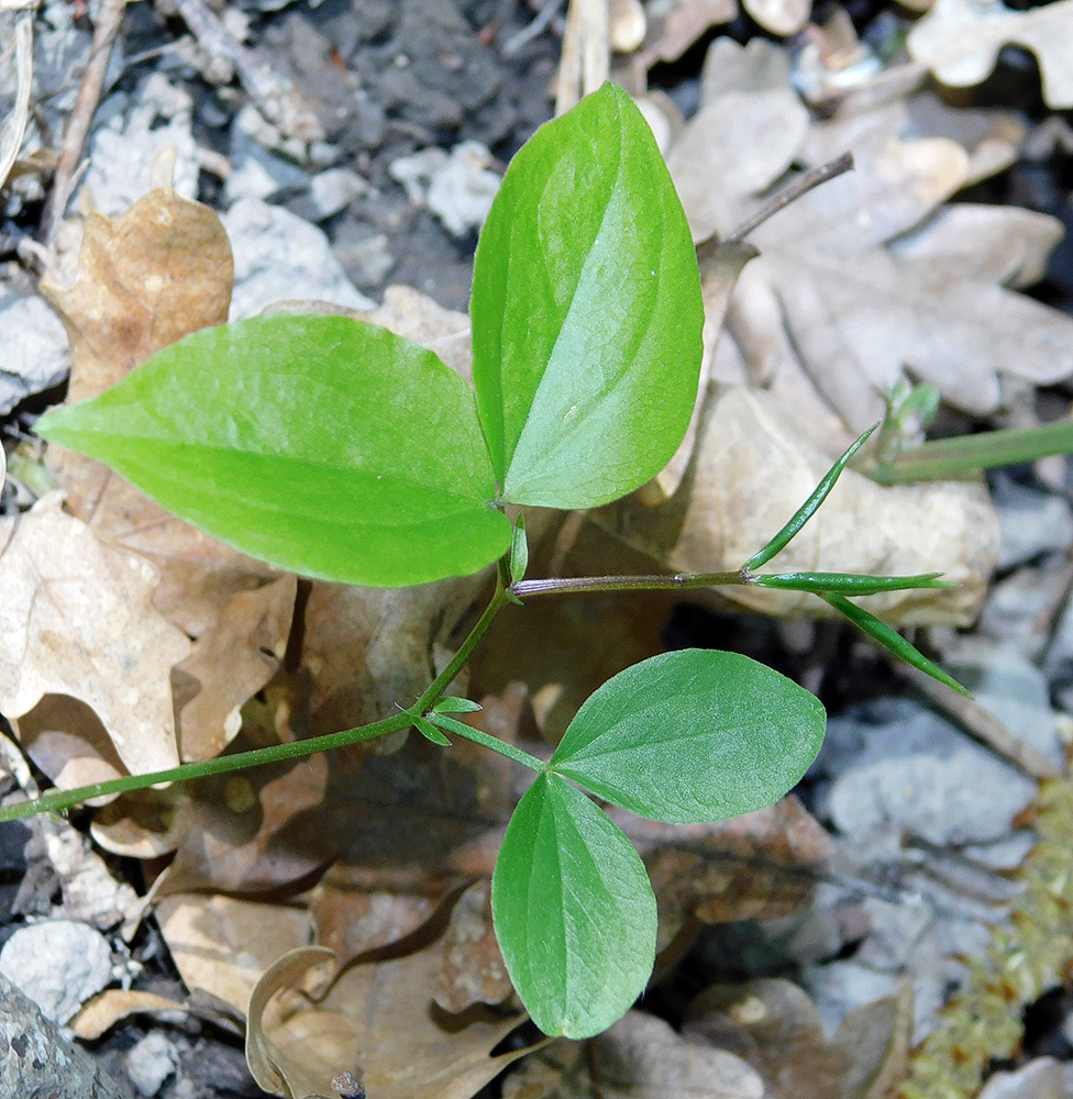 Image of Lathyrus vernus specimen.