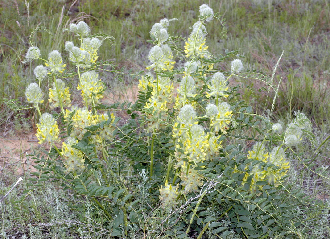 Image of Astragalus vulpinus specimen.