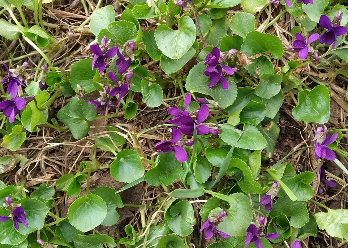 Image of Viola odorata specimen.