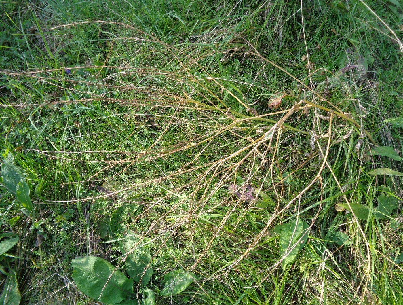 Image of Bunias orientalis specimen.