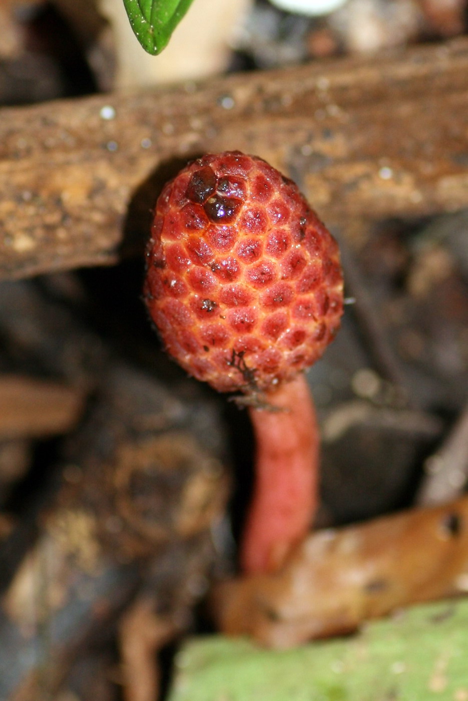 Image of Helosis cayennensis specimen.