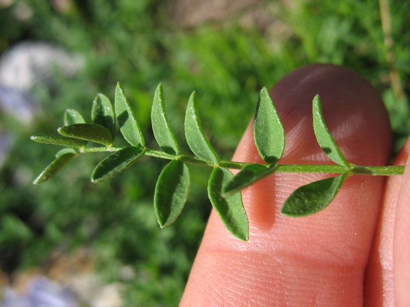 Image of Astragalus levieri specimen.