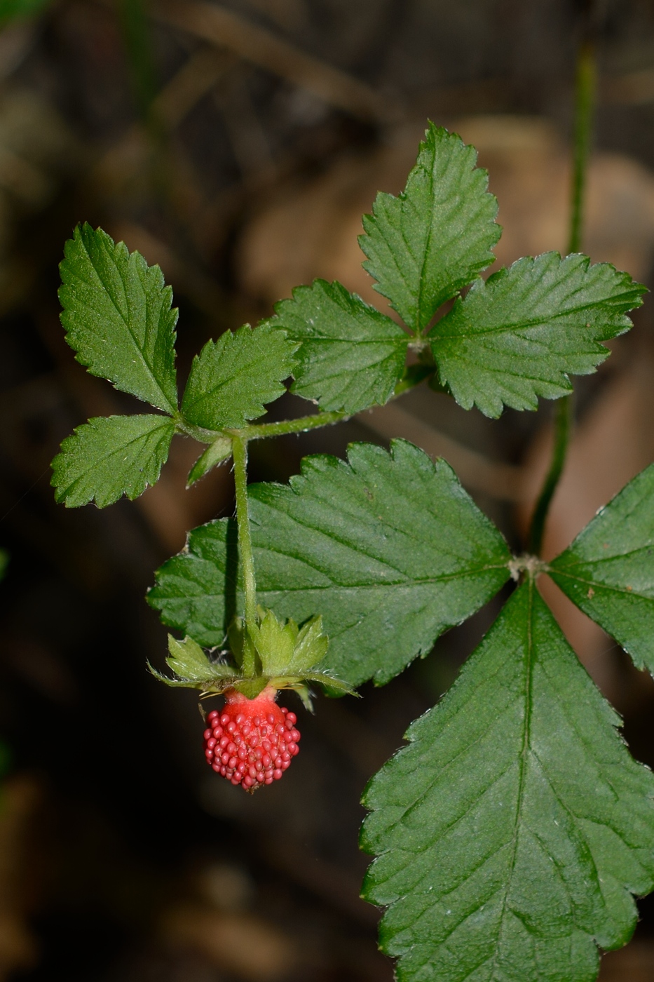 Image of Duchesnea indica specimen.