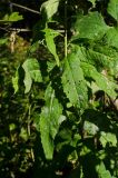 Sisymbrium strictissimum. Листья. Башкортостан, Гафурийский р-н, окр. дер. Толпарово, долина р. Зилим, вершина скального массива, которым гора Мамбет обрывается в реку, опушка широколиственного леса. 1 сентября 2020 г.