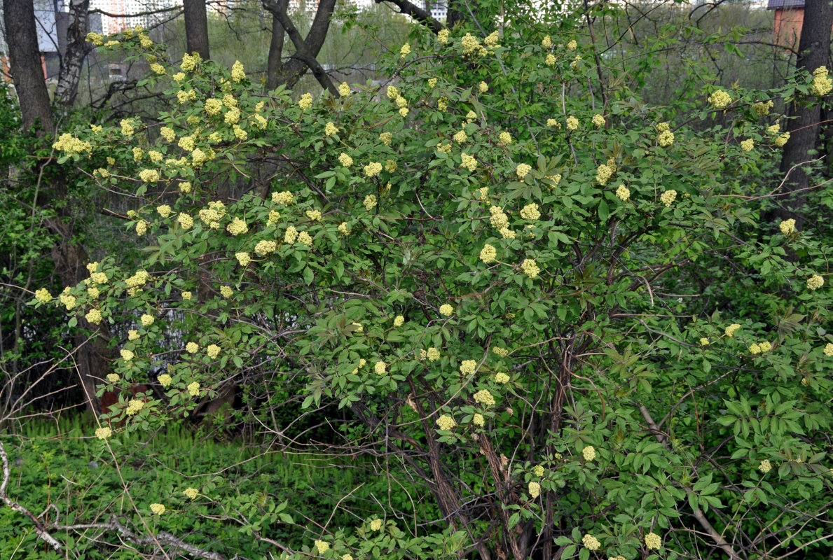 Image of Sambucus racemosa specimen.