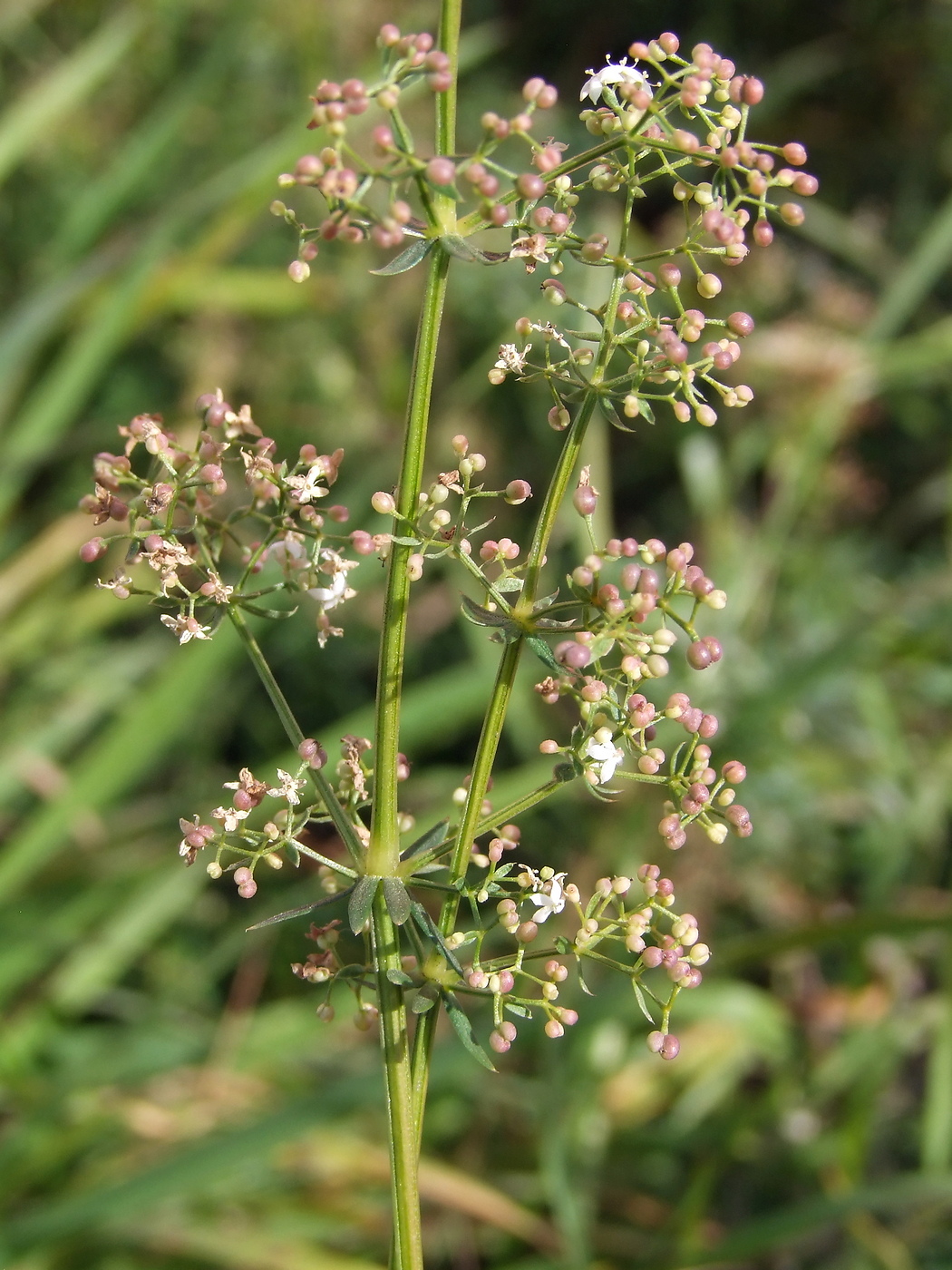 Image of Galium mollugo specimen.