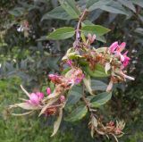 genus Lonicera. Верхушки побегов с соцветиями и повреждёнными тлёй листьями. Тверская обл., г. Тверь, пос. Затверечье, берег р. Тверца, около частного дома, в культуре. 15 августа 2020 г.