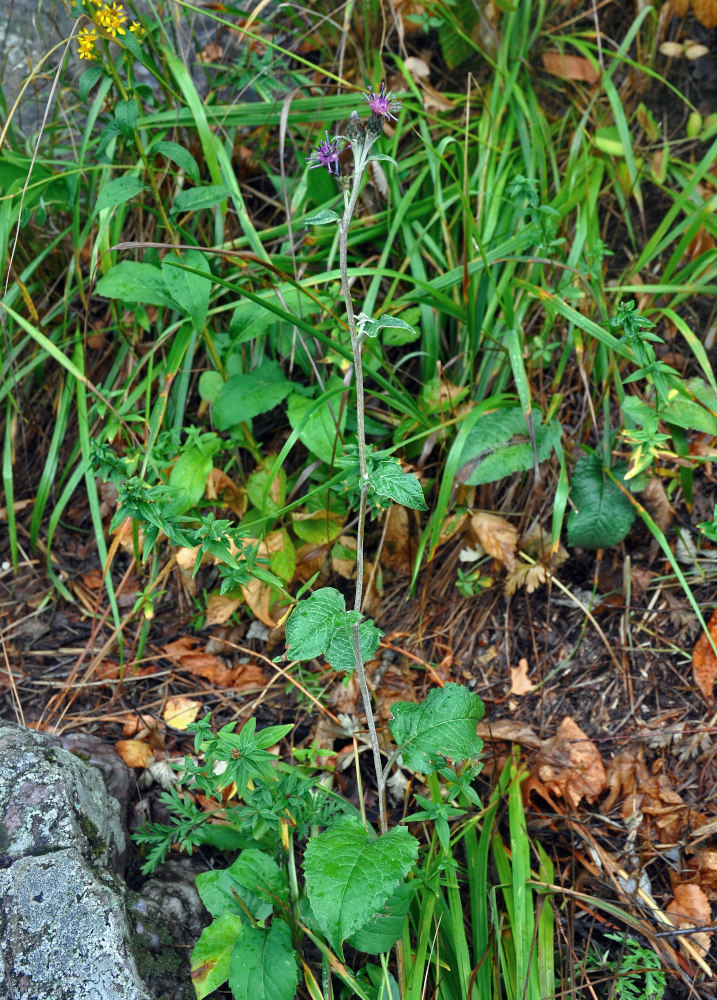 Image of Saussurea controversa specimen.