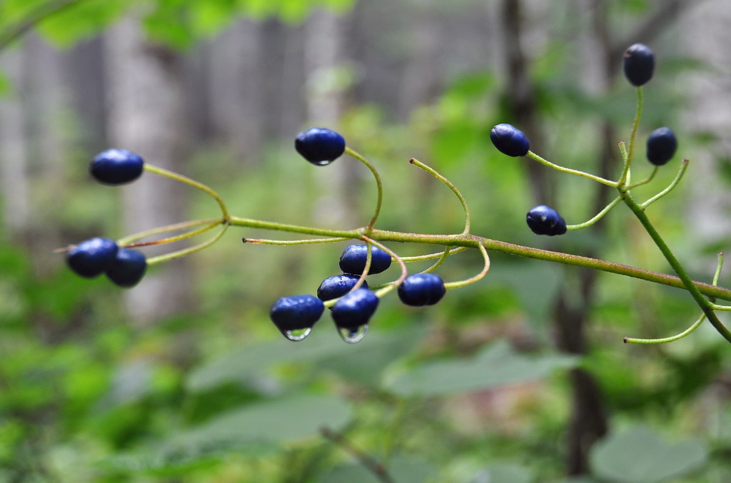 Image of Clintonia udensis specimen.