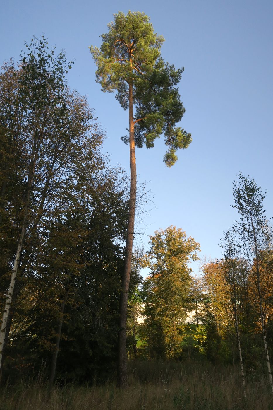 Изображение особи Pinus sylvestris.