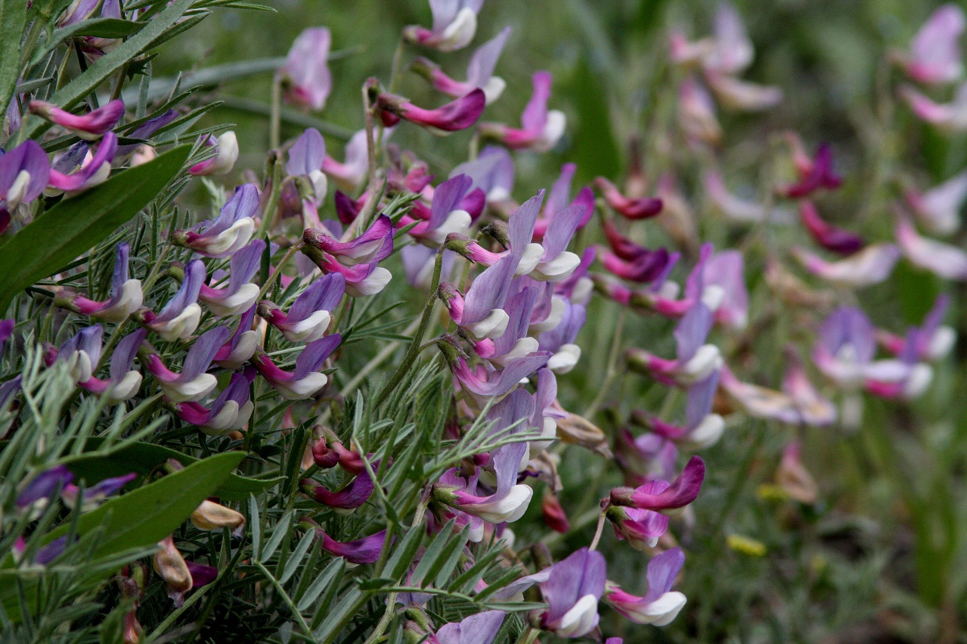 Image of Vicia subvillosa specimen.